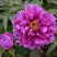 Пион ЛИЛОВАЯ ФАНТАЗИЯ древовидный в Кобрине