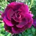 Роза БУРГУНДИ АЙС флорибунда в Кобрине
