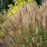 Мискантус КЛЯЙН СИЛЬБЕРСПАЙН китайский  в Кобрине