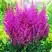 Астильба ПЕПЛ РЕЙН гибридная в Кобрине