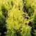 Туя ГОЛДЕН БРАБАНТ западная в Кобрине