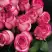 Роза КАРУСЕЛЬ чайно-гибридная в Кобрине