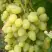 Виноград ЗАРНИЦА в Кобрине
