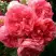 Роза РОЗАРИУМ ЮТЕРСОН плетистая в Кобрине
