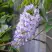 Глициния макростахия БЛЮ МУН в Кобрине