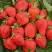 Клубника САН АНДРЕАС ремонтантная в Кобрине