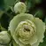 Роза ГРИН ДАЙМОНД миниатюрная в Кобрине