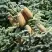 Пихта благородная в Кобрине