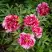 Пион РЕД ВИЗ ПИНК древовидный в Кобрине