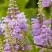 Физостегия РОЗЕЯ виргинская в Кобрине