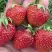 Клубника ВИМА ЗАНТА в Кобрине