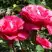 Роза ВИЕН РОУЗ чайно-гибридная в Кобрине