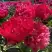 Пион БЕЛГРАВИЯ травянистый в Кобрине