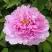 Пион ПРОЗРАЧНАЯ РОСА древовидный в Кобрине