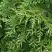 Туя СМАРАГД ВАРИЕГАТА западная в Кобрине