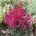 Астильба МУЛЕН РУЖ курчавая в Кобрине