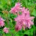 Аквилегия БАРЛОУ ПИНК гибрид МакКаны в Кобрине