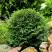 Туя ДАНИКА западная в Кобрине