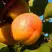 Абрикос СПАДЧЫНА в Кобрине
