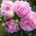 Пион ДИННЕР ПЛЕЙТ травянистый в Кобрине