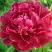 Пион КИТАЙСКИЙ ШЕЛК травянистый в Кобрине