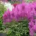 Астильба АМЕТИСТ Арендса в Кобрине