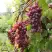 Виноград КИШМИШ ЗАПОРОЖСКИЙ в Кобрине