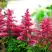 Астильба ЮНИК КАРМИН гибридная в Кобрине