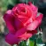 Роза ВИЕН РОУЗ чайно-гибридная в Кобрине
