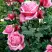 Роза ЭЙФЕЛЕВА БАШНЯ чайно-гибридная в Кобрине