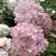 Гортензия БОМБШЕЛ метельчатая в Кобрине