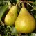 Груша ГЕНЕРАЛ ЛЕКЛЕРК в Кобрине