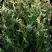 Туя ГОЛД ПЕРЛ западная в Кобрине