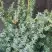 Можжевельник БЛЮ АЛЬПС китайский  в Кобрине