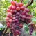 Виноград КРАСОТКА в Кобрине