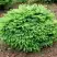 Ель НИДИФОРМИС обыкновенная в Кобрине