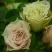 Роза ГРИН ДАЙМОНД миниатюрная в Кобрине