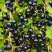 Смородина чёрная ИЗЮМНАЯ в Кобрине