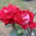 Роза АЛЬЯНС чайно-гибридная в Кобрине