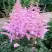 Астильба ГИАЦИНТ Арендса в Кобрине