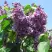 Сирень ВИОЛЕТТА в Кобрине