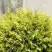 Туя ГОЛДЕН ГЛОБ западная в Кобрине