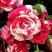Роза ФАЙЕР ВОРКС миниатюрная в Кобрине