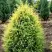 Можжевельник ГОЛД КОН обыкновенный в Кобрине
