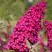 Буддлея давида РОЯЛ РЕД в Кобрине