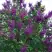 Сирень СУМЕРКИ в Кобрине