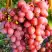 Виноград КИШМИШ КРАСНЫЙ в Кобрине
