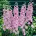 Дельфиниум ПЕТТИКОУТ гибридный в Кобрине