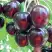 Черешня ЛЮБИМИЦА АСТАХОВА в Кобрине