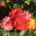 Роза ТАЙФУН спрей в Кобрине